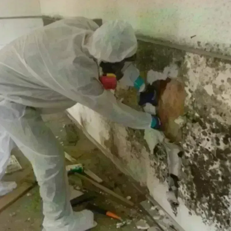 Mold Remediation and Removal in Pearsall, TX